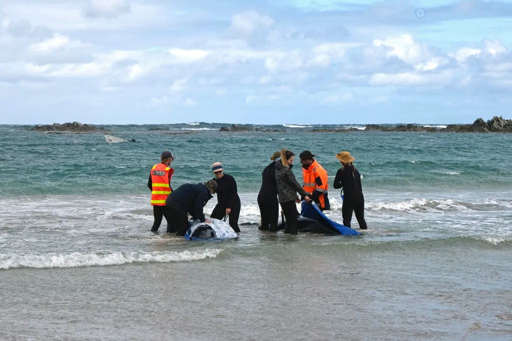 kis kardszárnyú delfin,  kiskardszárnyúdelfin, Ausztrália, partravetődöttkardszárnyúdelfin, delfin, 2025.02.19., 