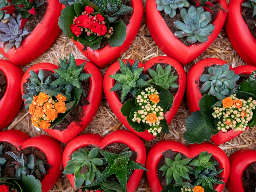 Valentine's Day Valentin-nap, szerelem, Bálint nap, Valentinnap, február 14.,   Flowers prepared for upcoming Valentine's Day in Turkiye's Adana