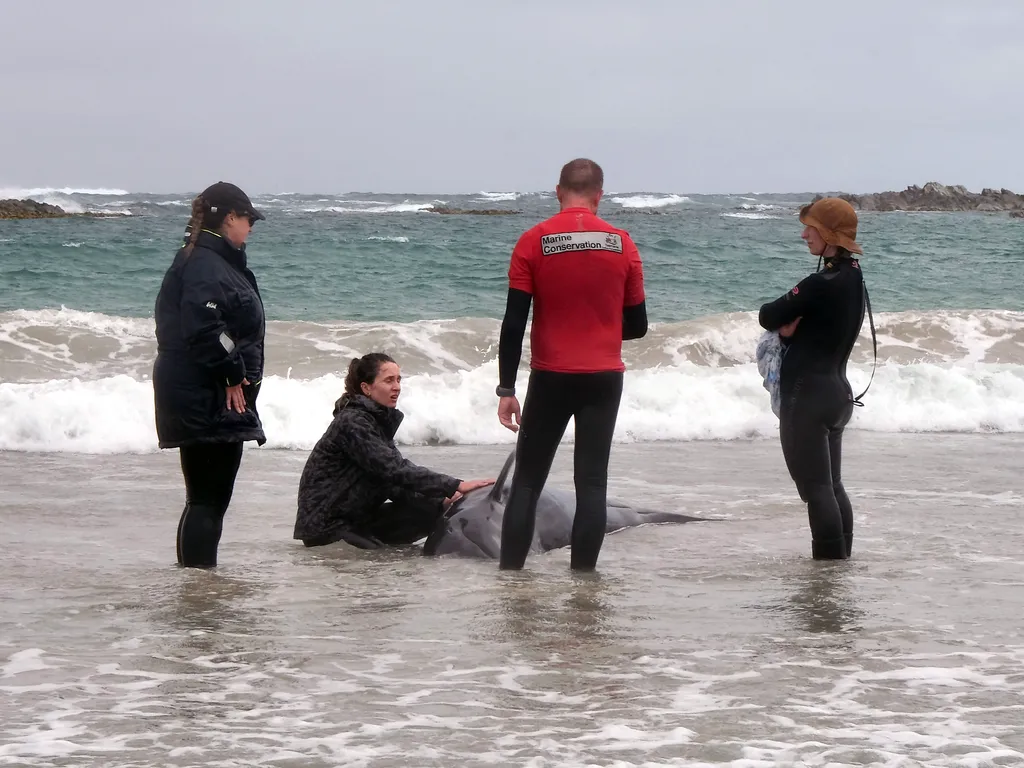 kis kardszárnyú delfin,  kiskardszárnyúdelfin, Ausztrália, partravetődöttkardszárnyúdelfin, delfin, 2025.02.19., 