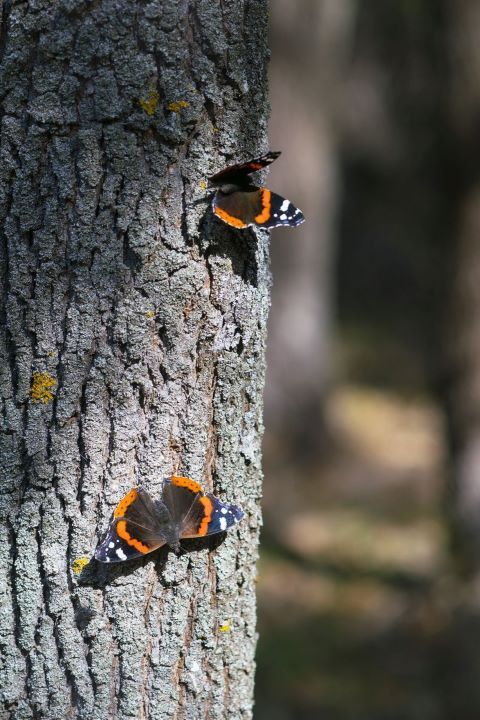 Atalantalepkék (Vanessa atalanta). 
