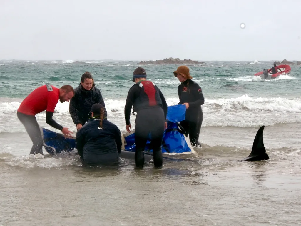 kis kardszárnyú delfin,  kiskardszárnyúdelfin, Ausztrália, partravetődöttkardszárnyúdelfin, delfin, 2025.02.19., 