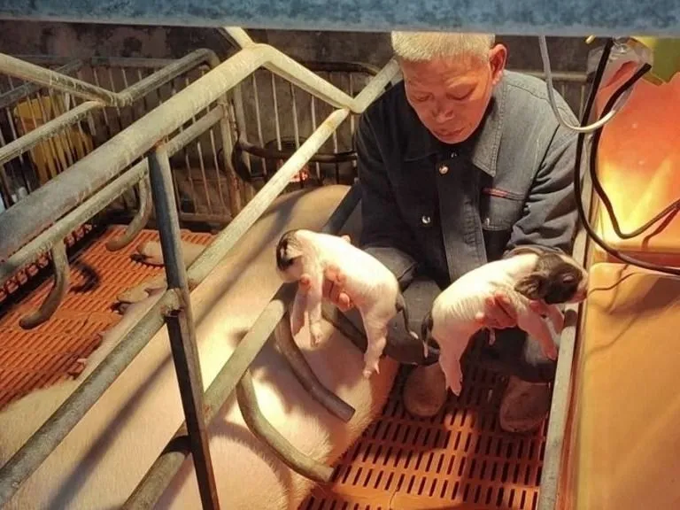 A kínai kutatók által klónozott malacok