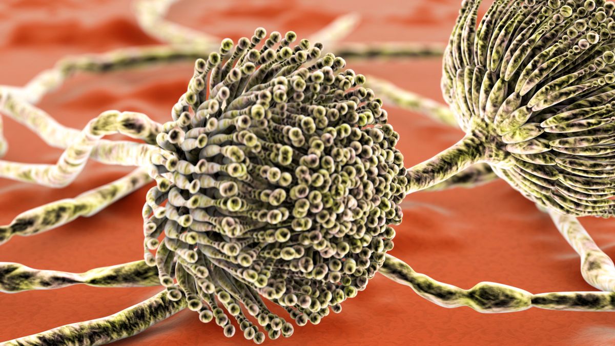aflatoxin, illusztráció