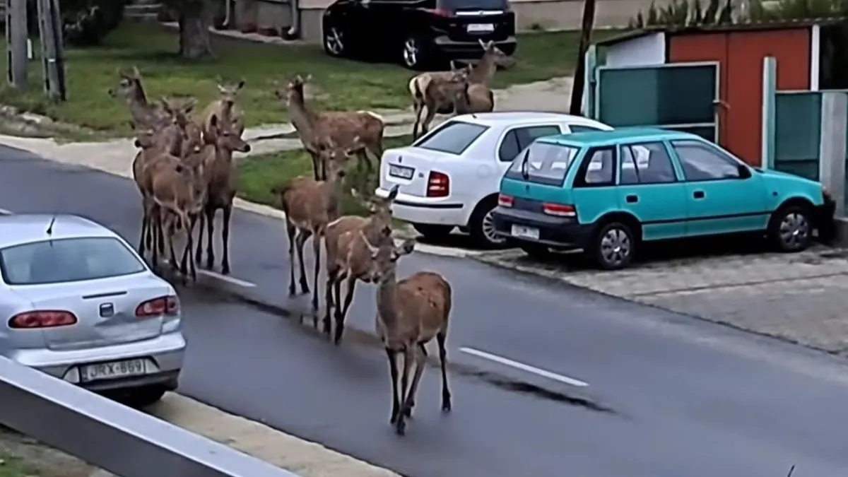 Szarvascsorda sétált Balatonboglár utcáin – videó