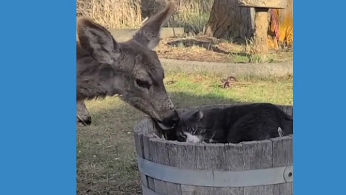 Kevés olyan cuki dolgot látni, mint egy őzike és egy cica barátsága – videó