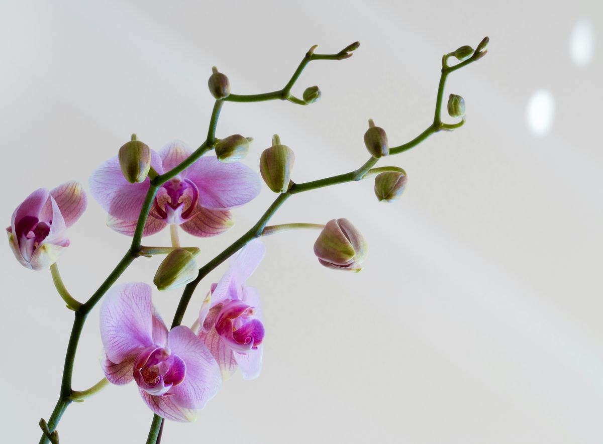 orchidea