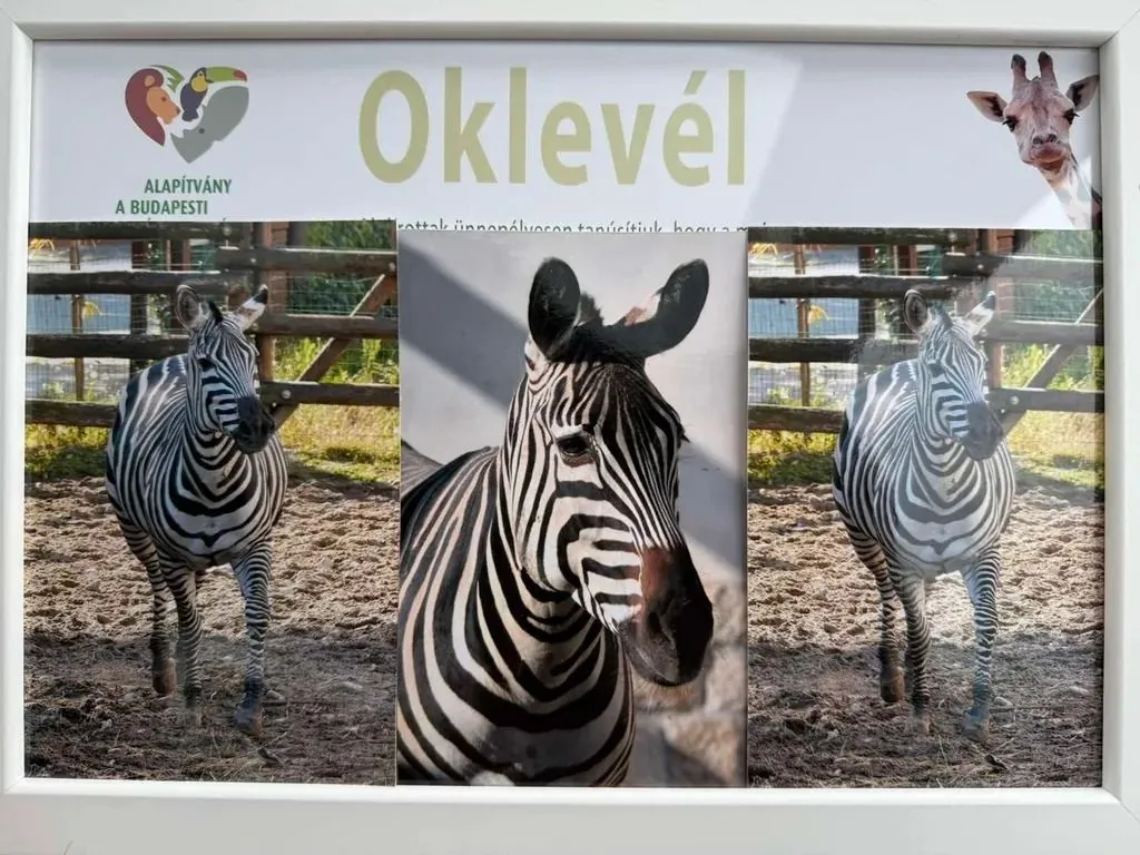 zebra