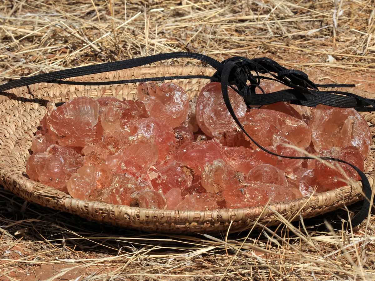 akáciagumi, gumiarábikum, Szudán, élelmiszergyártás, Freshly harvested gum arabic sap is pictured in a tray, in the state-owned Demokaya research forest some 30km east of El-Obeid, the capital city of the central Sudanese wilayet (state) of North Kordofan, on January 9, 2023. Sudan is among the countries hardest hit by climate change, and in the central Kordofan region, the rise in recorded temperatures is double the world average, according to the UN's Food and Agriculture Organisation. Gum arabic acacia trees are not only tapped to produce valuable sap, but also help farmers relying on increasingly erratic rainfall by boosting moisture for their crops, making the difference between a healthy harvest or failure. (Photo by ASHRAF SHAZLY / AFP)