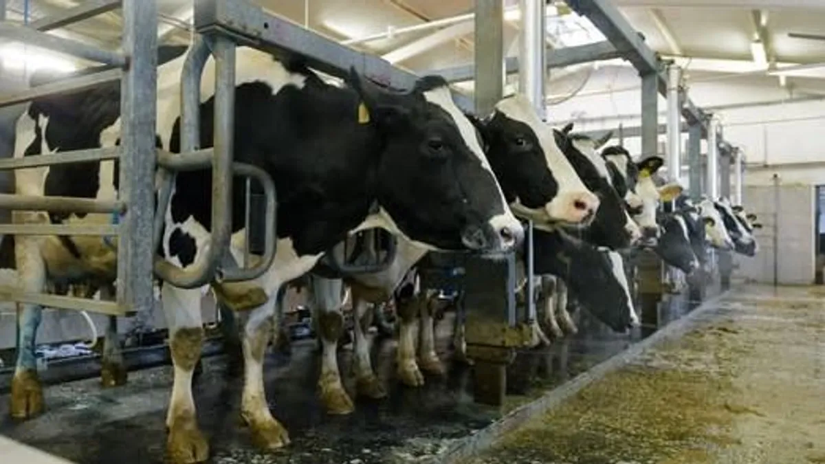 Rendkívüli helyzetet hirdettek Szlovákiában a száj- és körömfájás miatt