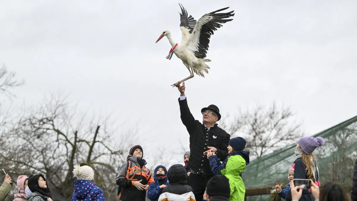 Gólyákat engedtek szabadon a Hortobágyi Madárparkban