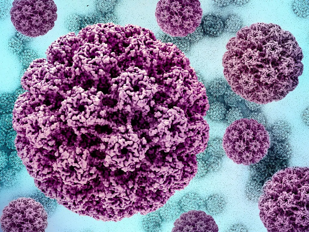 Így néz ki a humán papillomavírus elektronmikroszkóp alatt.