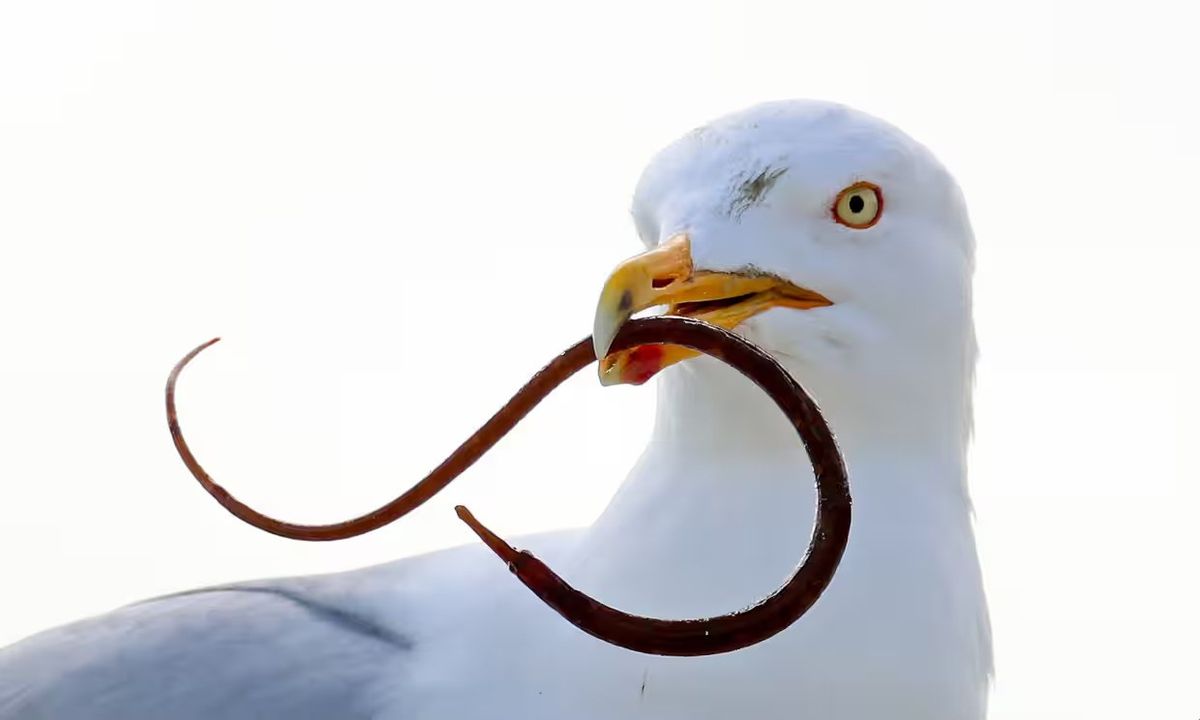 Ezüstsirály, különös zsákmánnyal a szájában