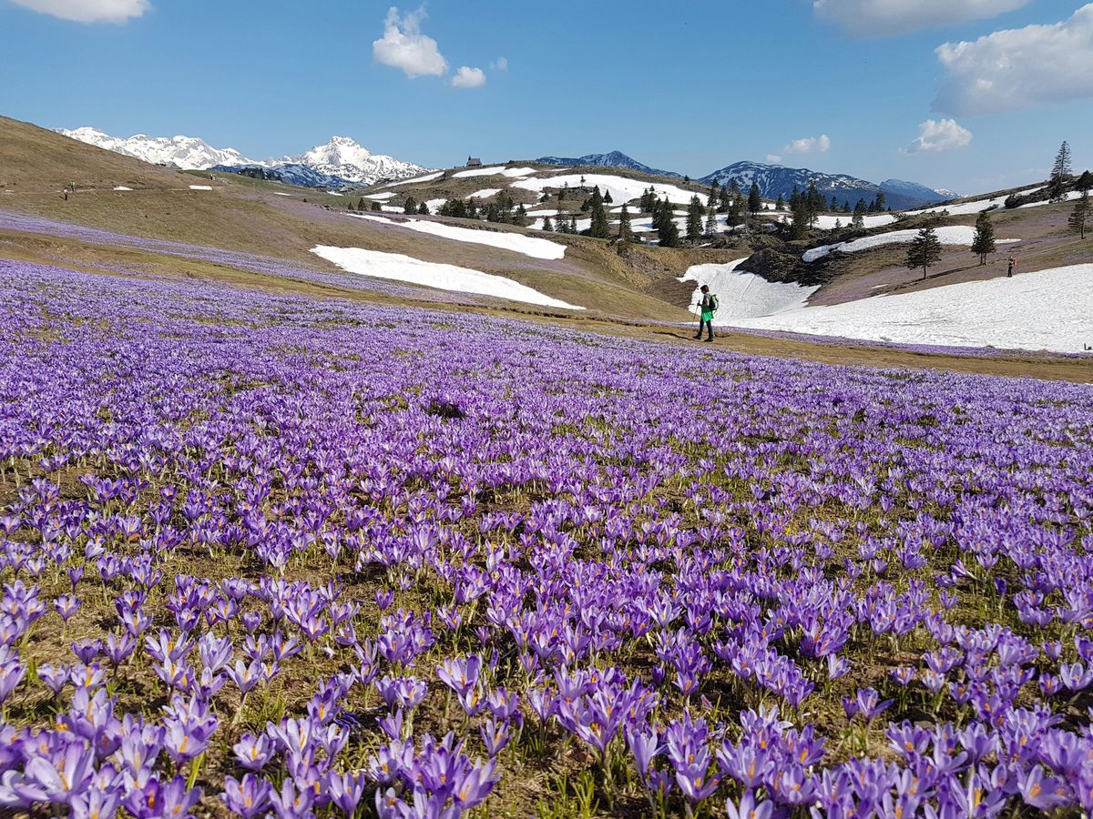 Szlovénia, Velika Planina