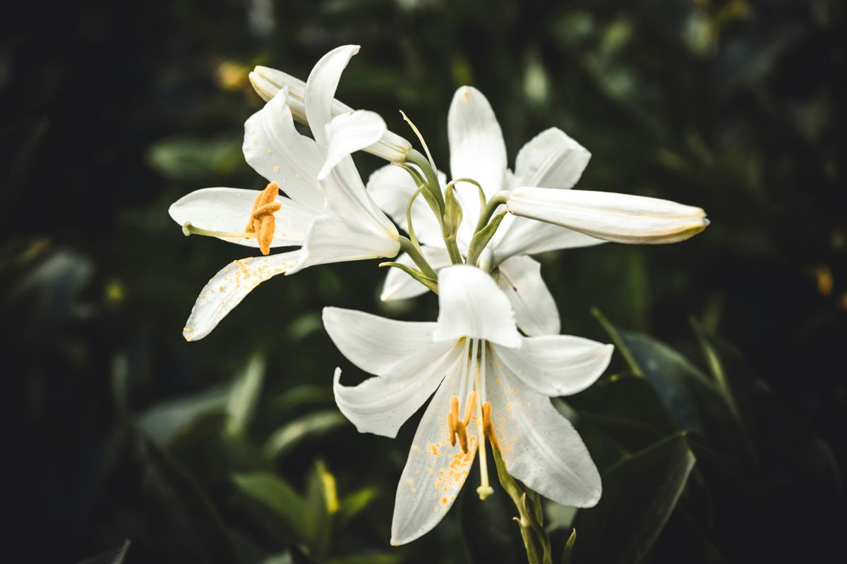 liliom