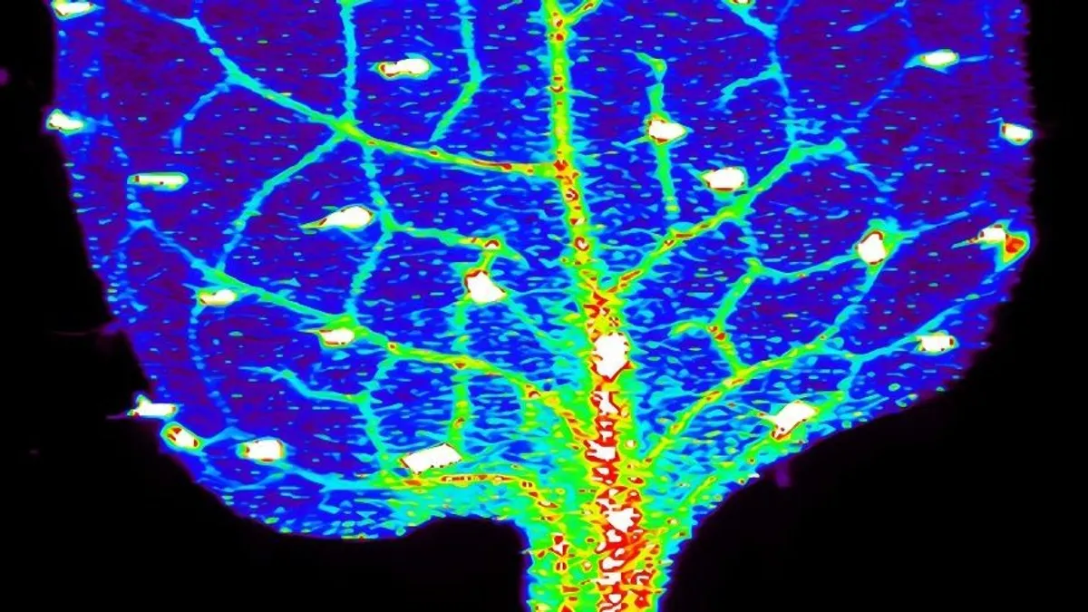 Stressz: a növények emlékeznek a káros hatásokra