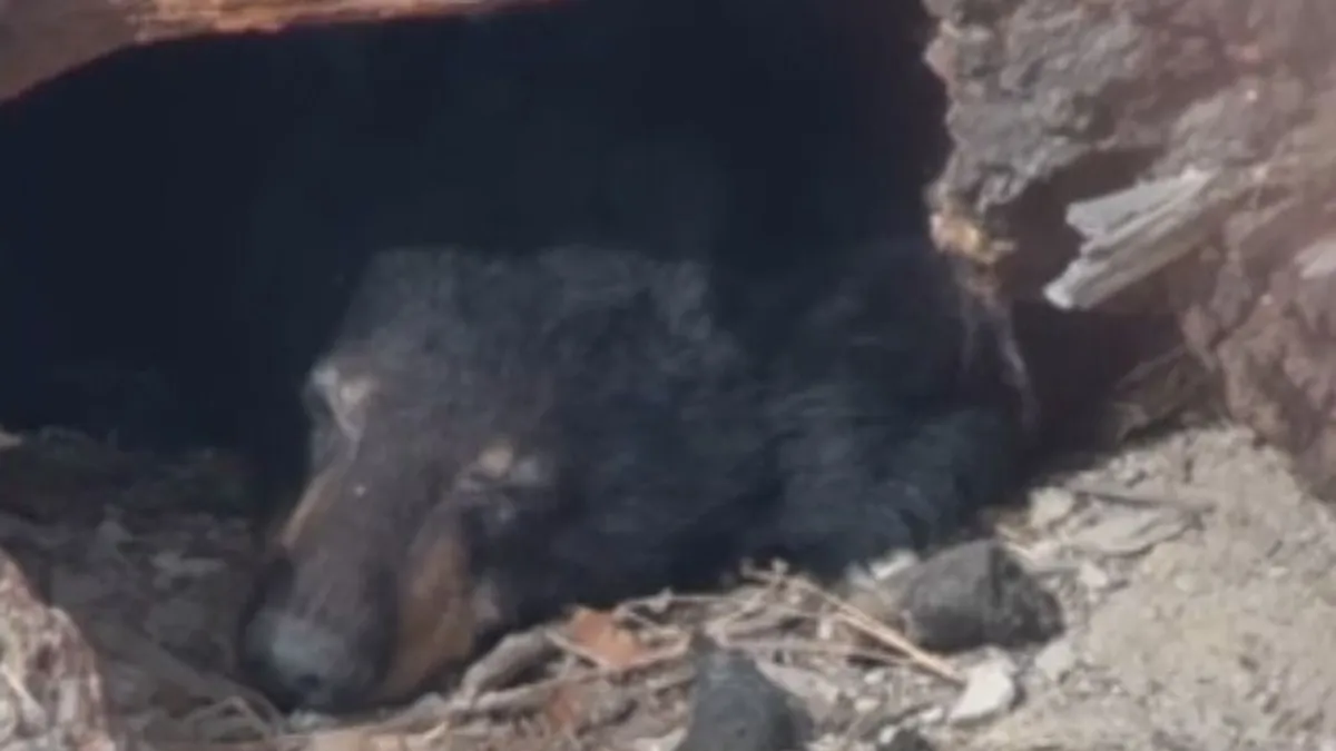 Meghitt pillanatokat filmeztek le a Yellowstone nemzeti parkban – videó