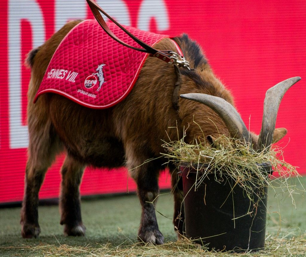 Hennes, kecske, 1. FC Köln,
