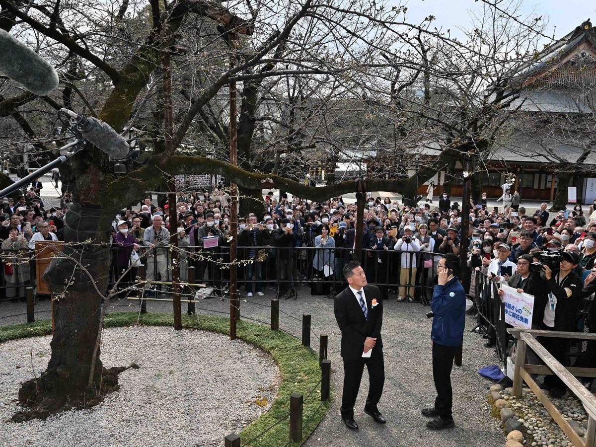 cseresznyevirágzás, virág, fa, Japán,  Cherry blossoms, Somei Yoshino species, begin to bloom at Yasukuni Shrine in Chiyoda Ward, Tokyo on March 24, 2025. Staffs of the Japan Meteorological Agency checked more than five cherry blossoms have bloomed on a “standard tree" of Somei Yoshino species at Yasukuni Shrine and announced that cherry blossoms have bloomed in Tokyo on the same day. This year's bloom is on average, and was observed five days earlier than last year. ( The Yomiuri Shimbun ) (Photo by Masahiro Sugimoto / Yomiuri / The Yomiuri Shimbun via AFP)