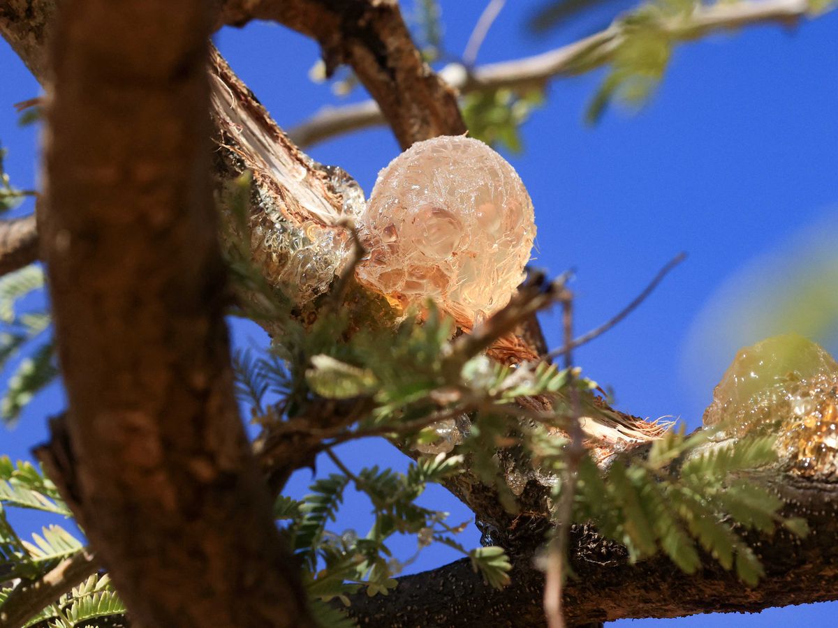 akáciagumi, gumiarábikum, Szudán, élelmiszergyártás, Gum arabic sap is pictured on the branch of an acacia tree, in the state-owned Demokaya research forest some 30km east of El-Obeid, the capital city of the central Sudanese wilayet (state) of North Kordofan, on January 9, 2023. Sudan is among the countries hardest hit by climate change, and in the central Kordofan region, the rise in recorded temperatures is double the world average, according to the UN's Food and Agriculture Organisation. Gum arabic acacia trees are not only tapped to produce valuable sap, but also help farmers relying on increasingly erratic rainfall by boosting moisture for their crops, making the difference between a healthy harvest or failure. (Photo by ASHRAF SHAZLY / AFP)