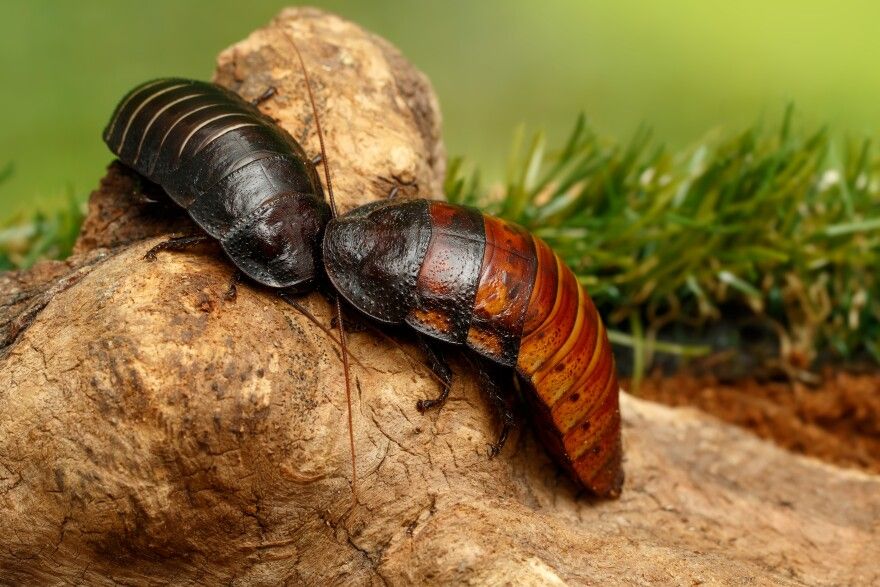 Érzékelőkkel szerelték fel a madagaszkári bütykös csótányokat (Gromphadorhina portentosa)