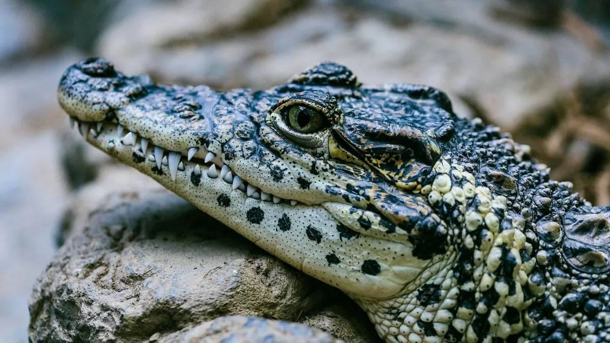 A rendőrség lefoglalta Cliffet, az illegálisan tartott házi aligátort - videó