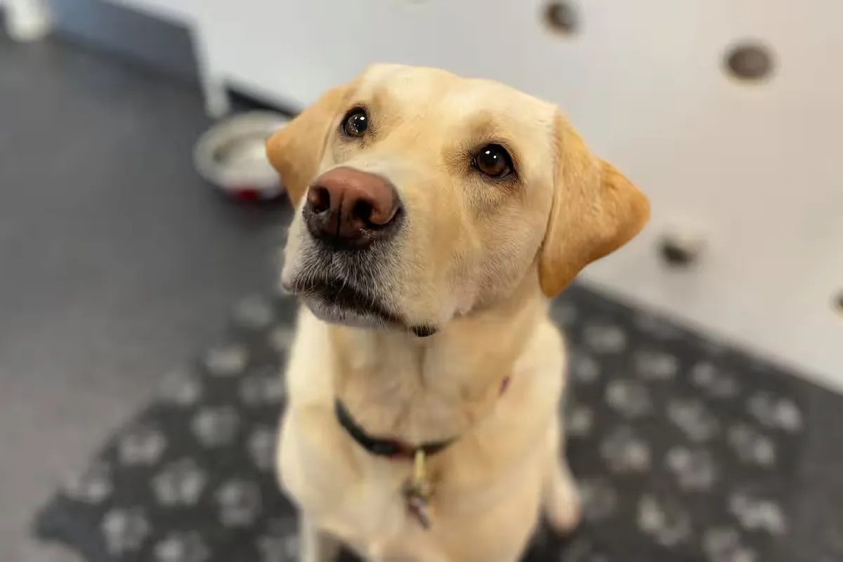 Kutyák a gyógyításban: Jodie, a labrador kiszagolja a baktériumokat