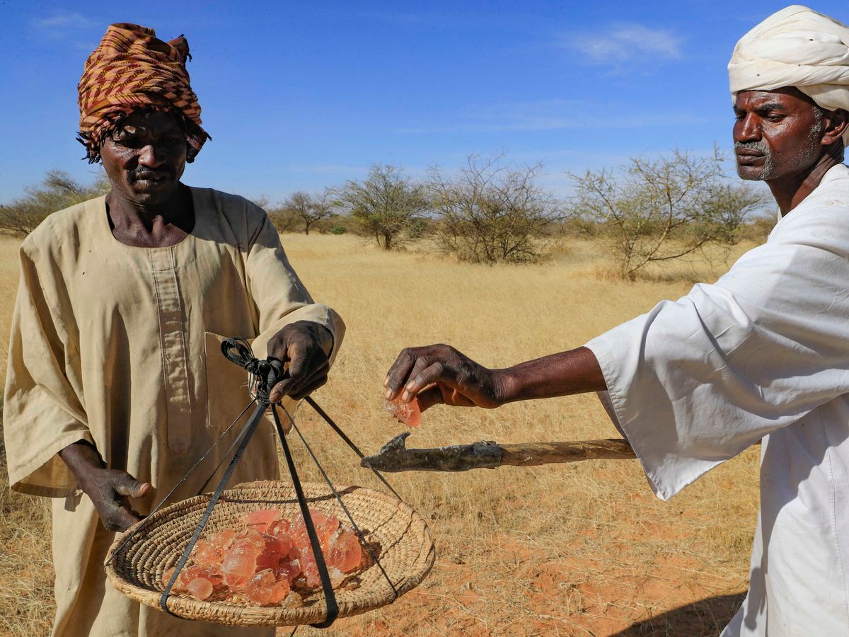 akáciagumi, gumiarábikum, Szudán, élelmiszergyártás, Sudanese men harvest gum arabic sap from an acacia tree, in the state-owned Demokaya research forest some 30km east of El-Obeid, the capital city of the central wilayet (state) of North Kordofan, on January 9, 2023. Sudan is among the countries hardest hit by climate change, and in the central Kordofan region, the rise in recorded temperatures is double the world average, according to the UN's Food and Agriculture Organisation. Gum arabic acacia trees are not only tapped to produce valuable sap, but also help farmers relying on increasingly erratic rainfall by boosting moisture for their crops, making the difference between a healthy harvest or failure. (Photo by ASHRAF SHAZLY / AFP)