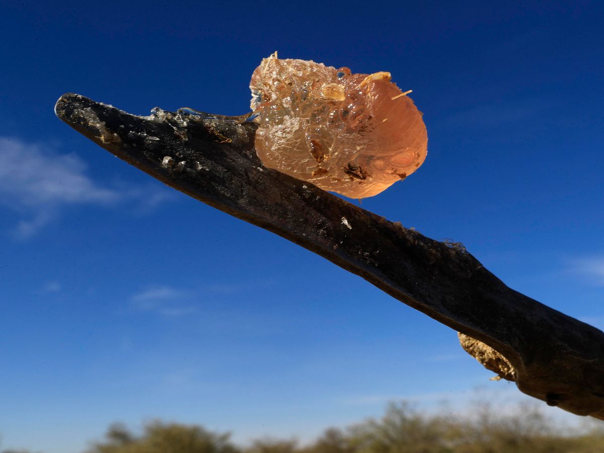 akáciagumi, gumiarábikum, Szudán, élelmiszergyártás, Gum arabic sap is pictured at the tip of a "sunki", a long wooden handled-tool with a sharp metal edge, in the state-owned Demokaya research forest some 30km east of El-Obeid, the capital city of the central Sudanese wilayet (state) of North Kordofan, on January 9, 2023. Sudan is among the countries hardest hit by climate change, and in the central Kordofan region, the rise in recorded temperatures is double the world average, according to the UN's Food and Agriculture Organisation. Gum arabic acacia trees are not only tapped to produce valuable sap, but also help farmers relying on increasingly erratic rainfall by boosting moisture for their crops, making the difference between a healthy harvest or failure. (Photo by ASHRAF SHAZLY / AFP)