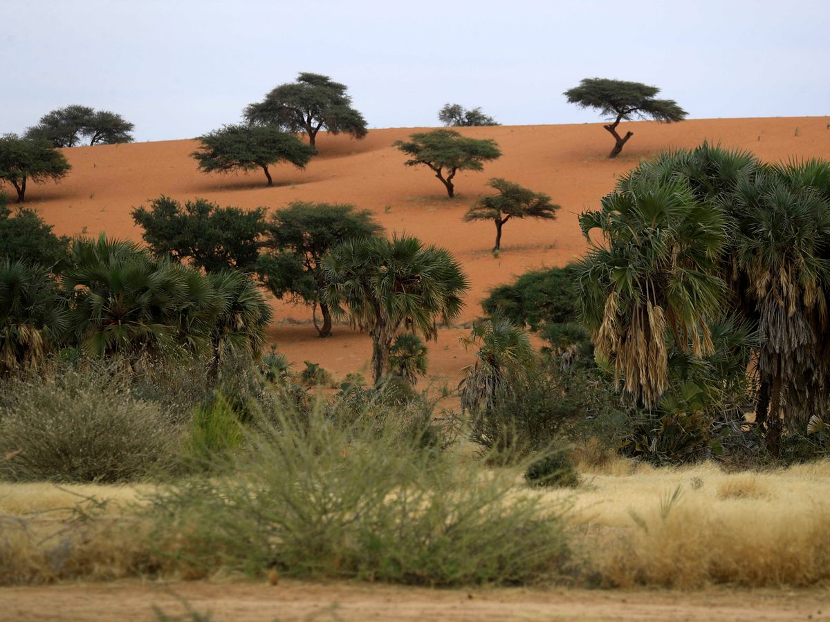 akáciagumi, gumiarábikum, Szudán, élelmiszergyártás, Acacia trees are pictured some 30km east of El-Obeid, the capital city of the central Sudanese wilayet (state) of North Kordofan, on January 9, 2023. Sudan is among the countries hardest hit by climate change, and in the central Kordofan region, the rise in recorded temperatures is double the world average, according to the UN's Food and Agriculture Organisation. Gum arabic acacia trees are not only tapped to produce valuable sap, but also help farmers relying on increasingly erratic rainfall by boosting moisture for their crops, making the difference between a healthy harvest or failure. (Photo by ASHRAF SHAZLY / AFP)