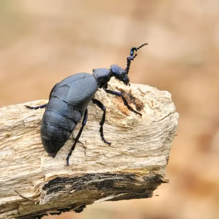 Ez az aranyos nevű, furcsa küllemű bogár, a nünüke a tavasz beköszöntével, legnagyobb számban áprilistól, májustól kerülhet a szemünk elé. Leginkább réteken, mezőkön, melegebb helyeken találkozhatunk velük.