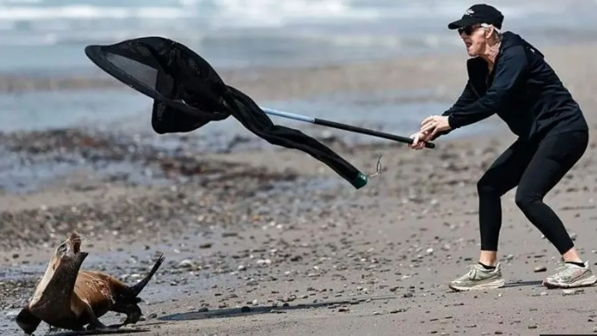 Fókák támadnak a strandolókra Kaliforniában