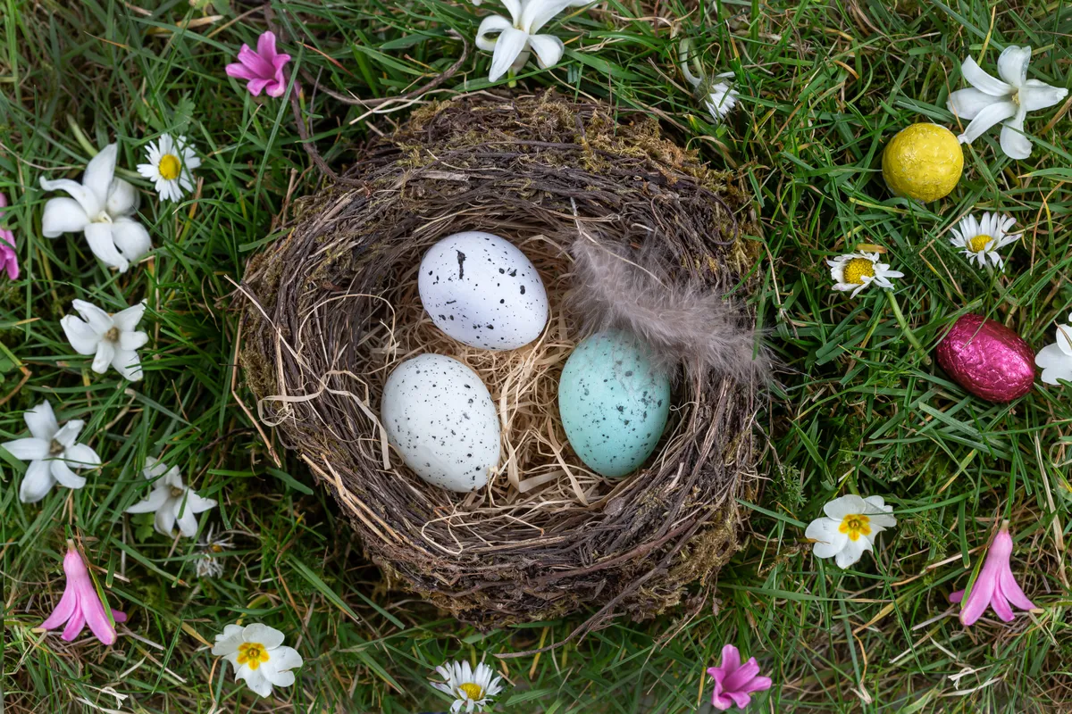 Easter eggs 
Three Easter eggs in a nest. (Photo by CHASSENET / BSIP via AFP)