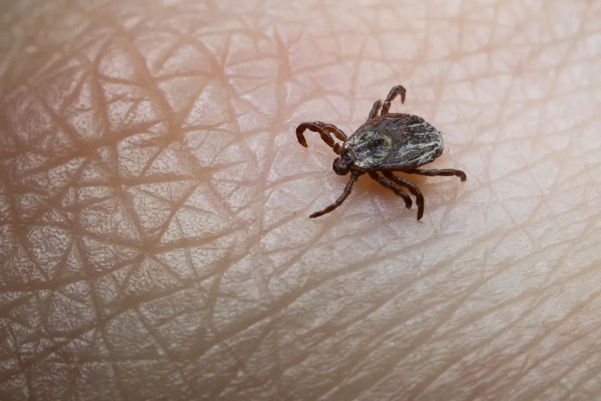 Ezt mindenképpen tegye meg, ha kullancs fúródik a bőrébe