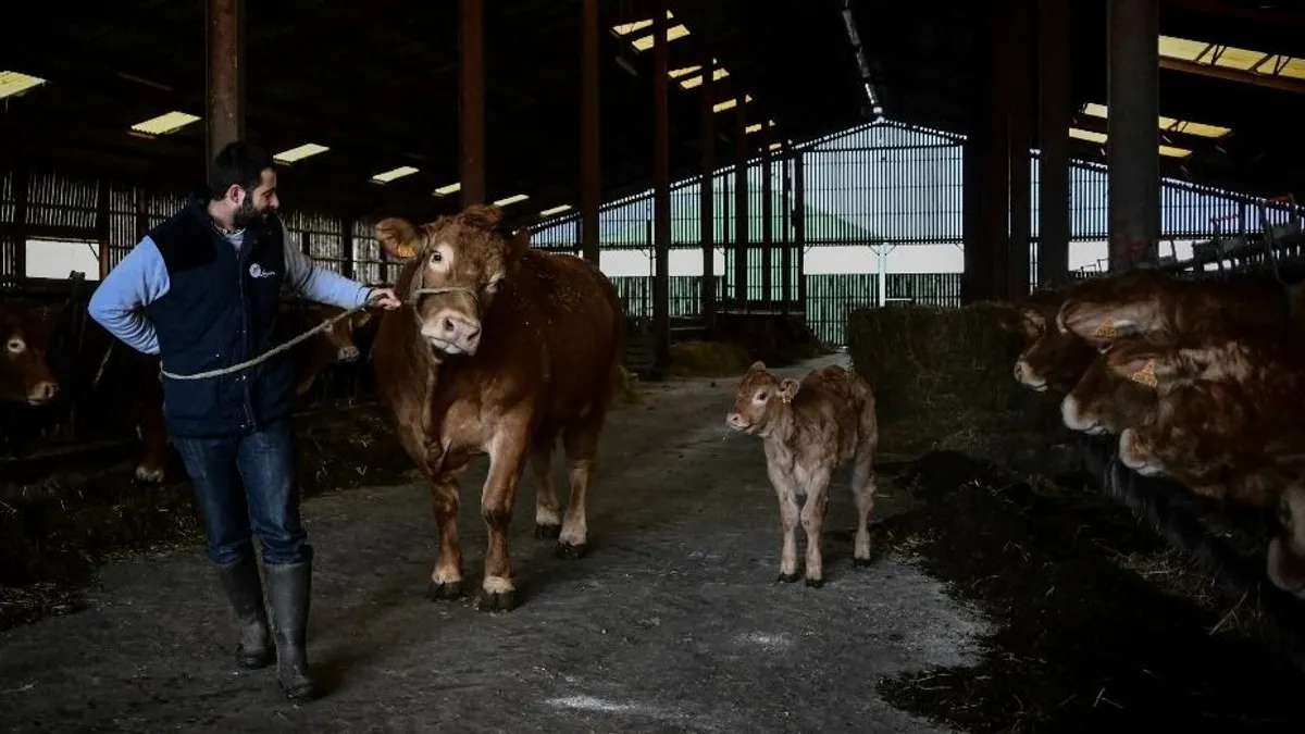 Ausztria több határátkelőt lezár a száj- és körömfájás terjedése miatt