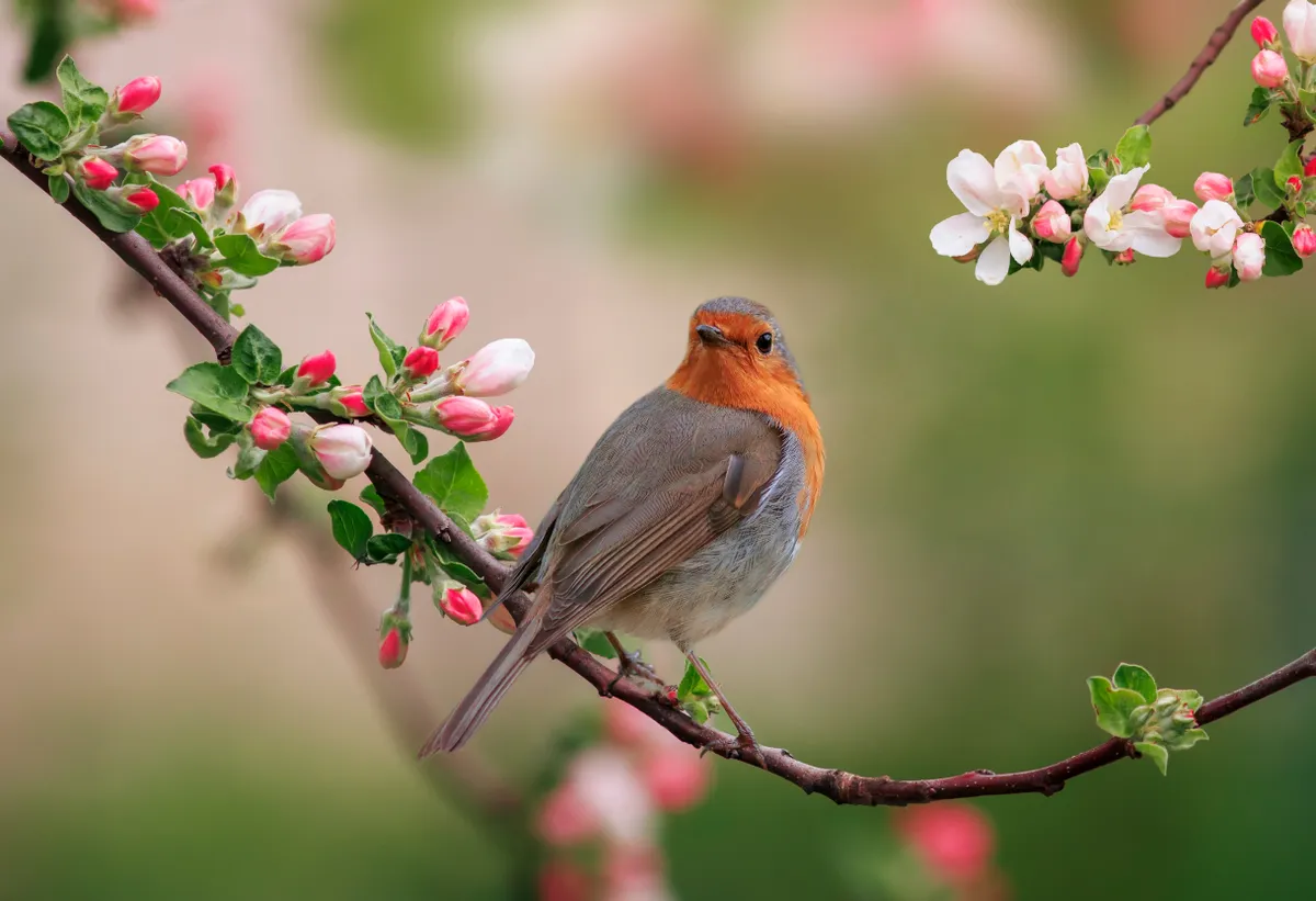 robin bird, madár