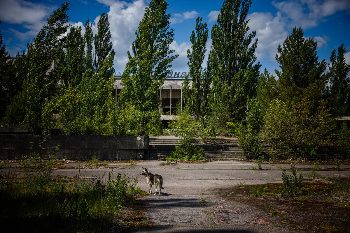 A photograph shows a dog in the ghost town of Pripyat near the Chernobyl Nuclear Power Plant on May 29, 2022, amid the Russian invasion of Ukraine. More than a 100 employees who had shown up just hours before for their night shift were now trapped as Russian forces crossed into Ukraine and seized swaths of land as they marched toward Kyiv.&nbsp;The capture of the Chernobyl by Russian forces kicked off a weeks-long ordeal that saw power briefly cut at the facility and employees carefully monitored by the invaders as they grappled with fresh uncertainty during the invasion's early days. (Photo by Dimitar DILKOFF / AFP)