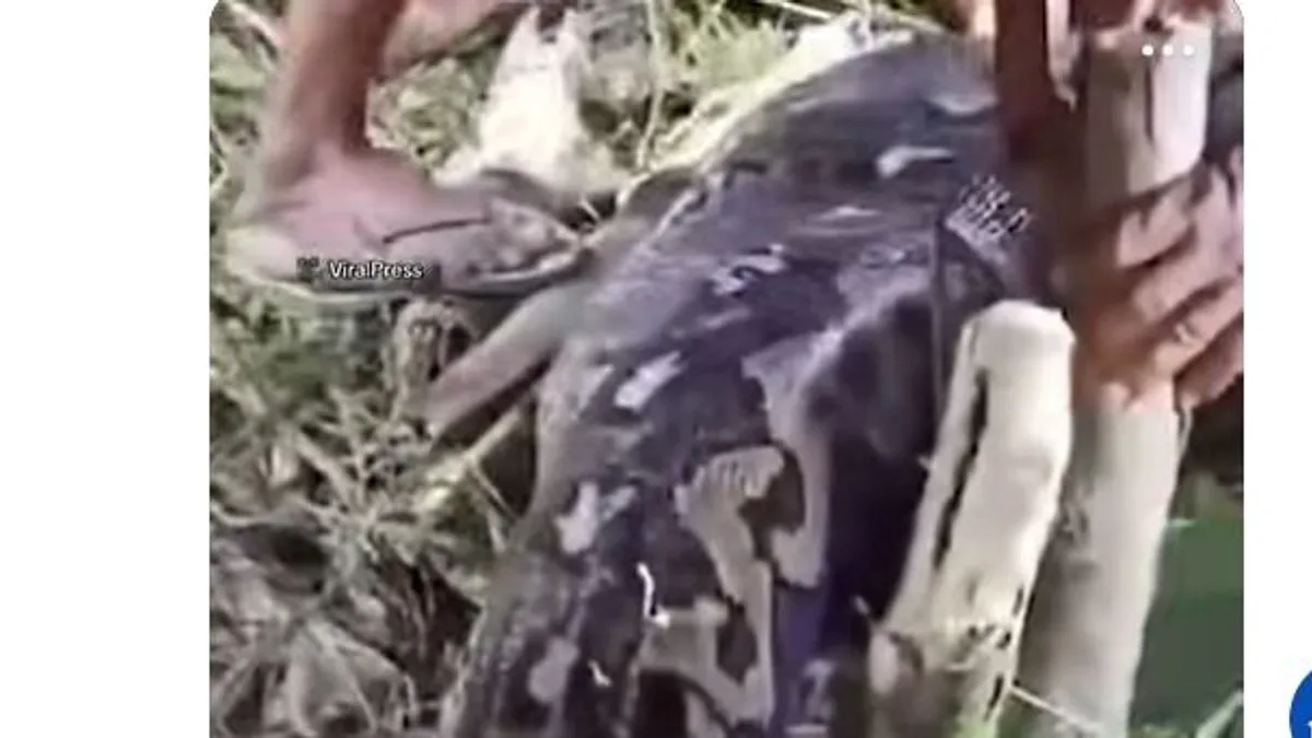 Sokkoló videó: egészben nyelte le a nagymamát egy piton Indonéziában