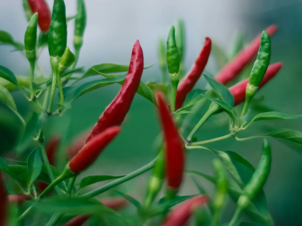 chili