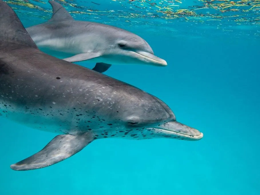 foltos delfin