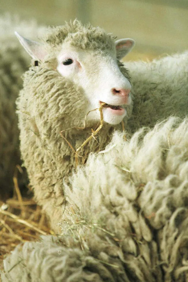 TO GO WITH AFP STORY BY RICHARD INGHAM
FILES - Picture taken 03 February 1997 shows Dolly, the cloned sheep at the Edinburgh Institute. On 05 July 2006 will be the ten anniversary of the globe's first cloned mammal. AFP PHOTO COLIN MCPHERSON (Photo by COLIN MCPHERSON / AFP)