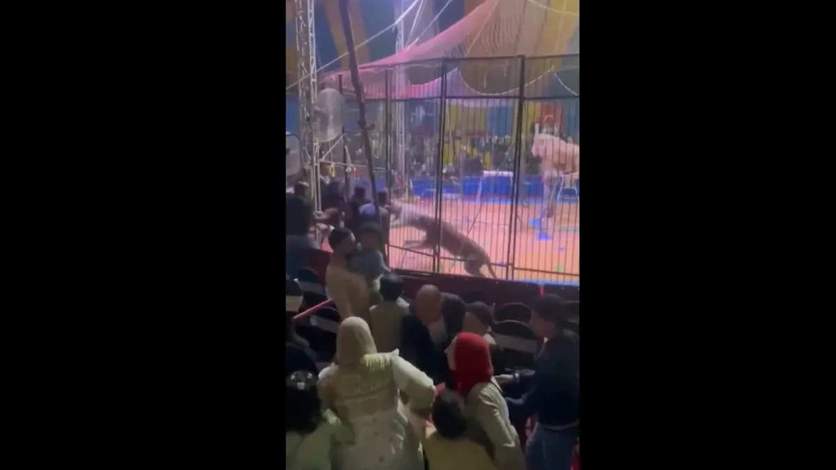 Horrorisztikus videó: tigris támadott meg egy artistát a cirkuszban