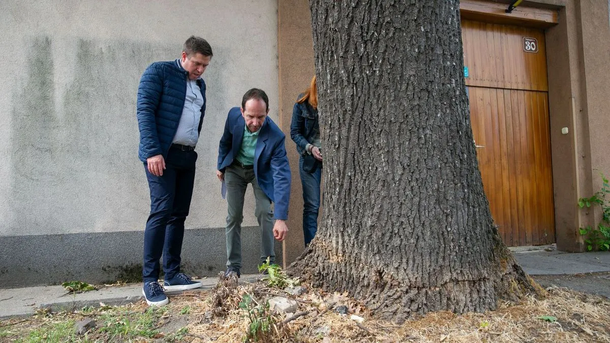 Mérget fecskendeztek Kecskemét ősi fájába