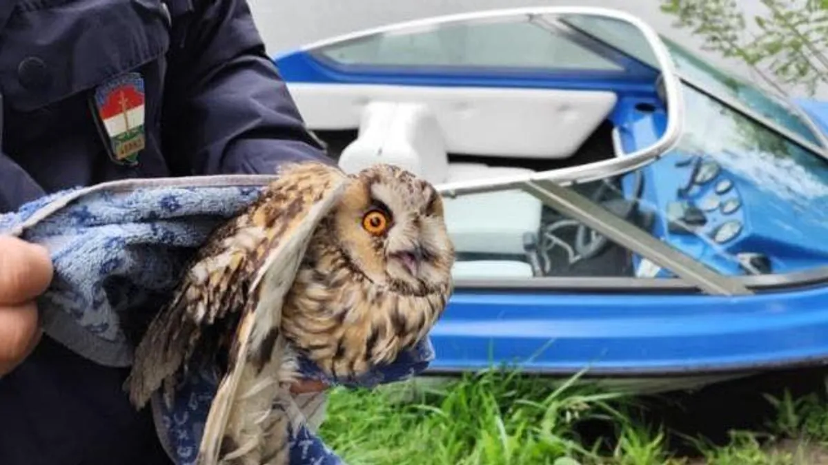 Bagoly akadt a horgĂĄszzsinĂłrra â fotĂłkon a mentĂ©s