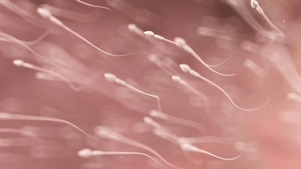 Az emberi spermiumok sokkal tovább élnek, mint korábban gondolták