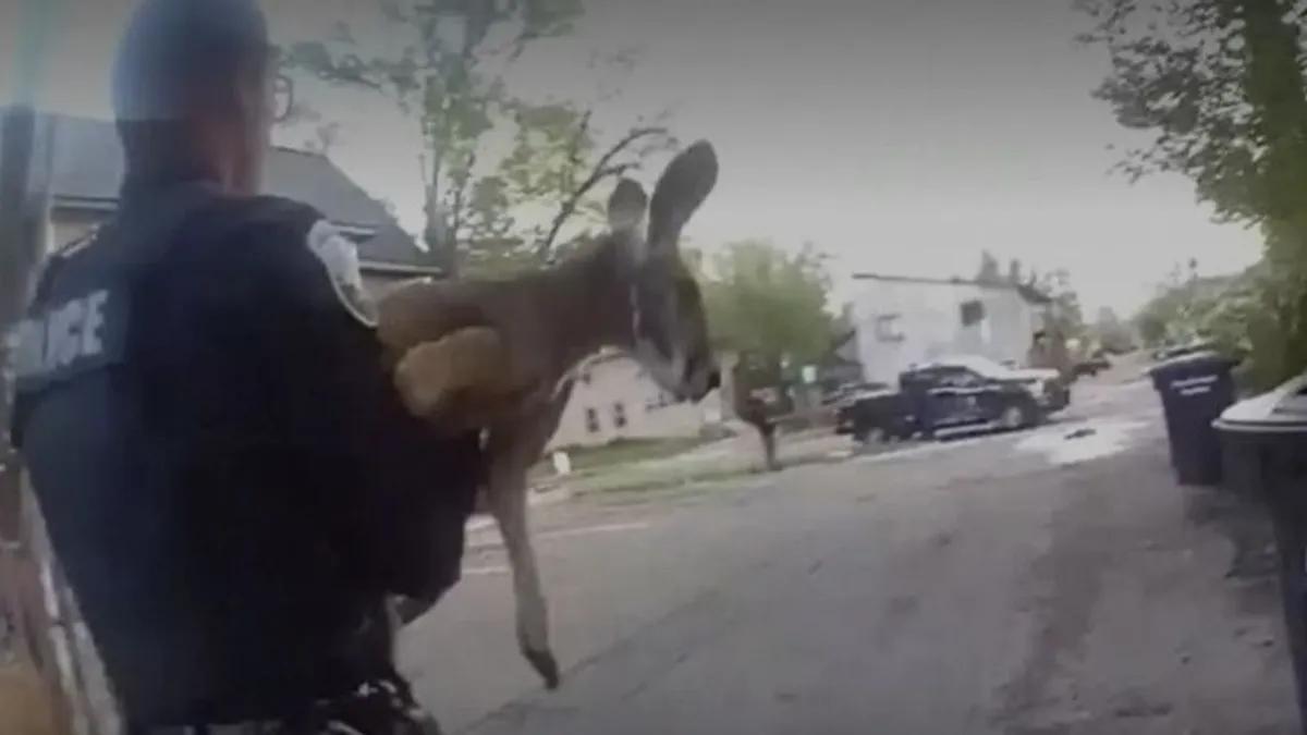 Rendőrök kapták el a szökevény kengurut – videó a komikus üldözésről