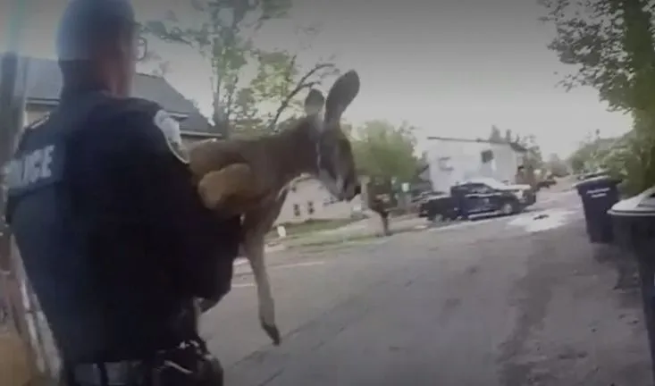 Szökevény kengurut üldöztek a rendőrök Colorado államban.