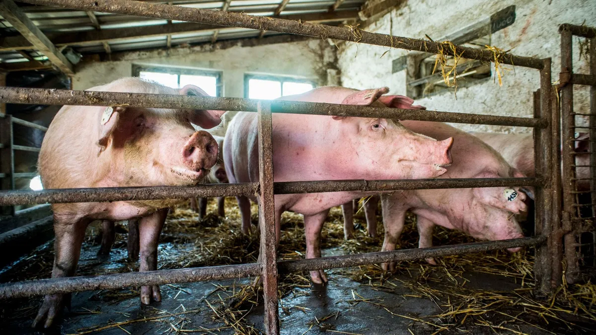 Meg akarta öletni barátnője exét, a holttestet pedig disznókkal akarta megetetni