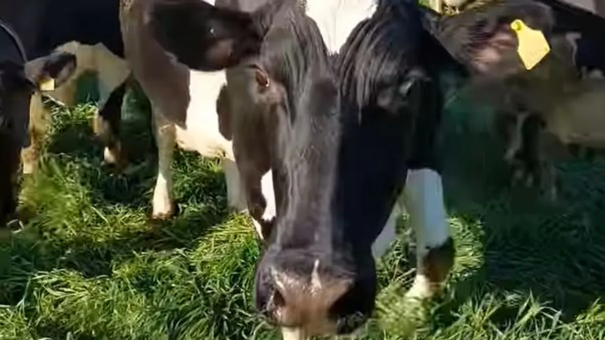 Boldogságtól ugráló tehenek – Ilyet még biztosan nem látott! – videó