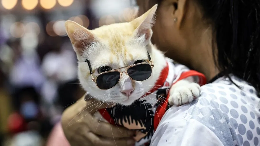 élettartam BANGKOK, THAILAND - MAY 4: A cat wears sunglasses at Thailand Pet Expo in Bangkok, Thailand on May 4, 2025. Valeria Mongelli / Anadolu (Photo by Valeria Mongelli / ANADOLU / Anadolu via AFP)