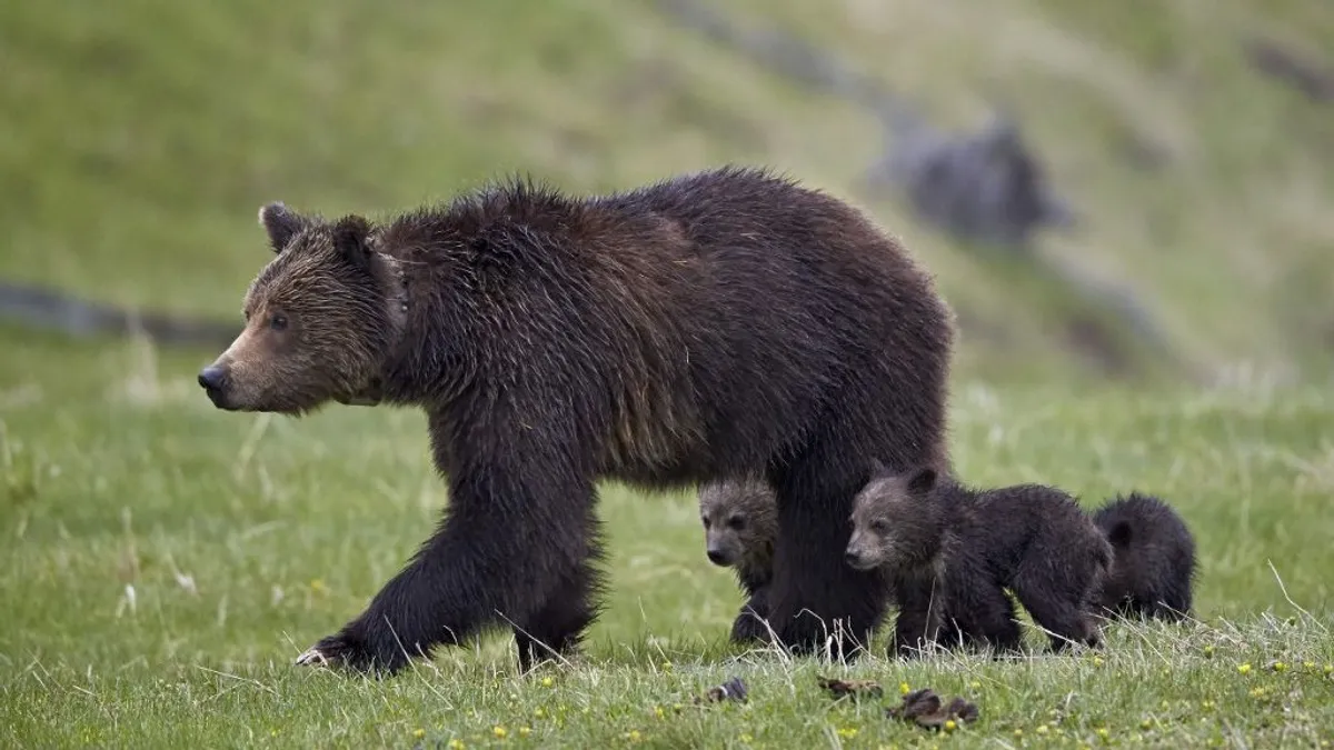 Tragikus medvegázolás Amerikában: hĂres grizzly család Ăşjabb tagja veszett oda
